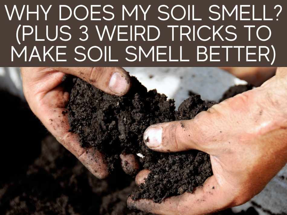 Why Does My Soil Smell? (Plus 3 Weird Tricks To Make Soil Smell Better)