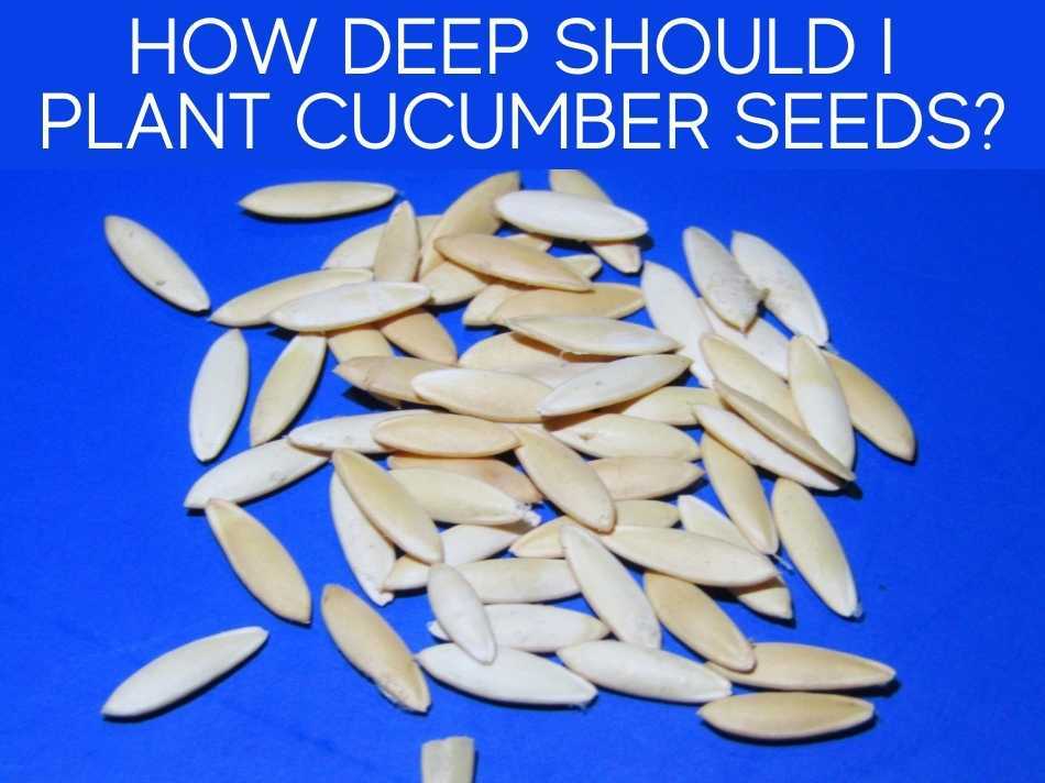 How Deep Should I Plant Cucumber Seeds?