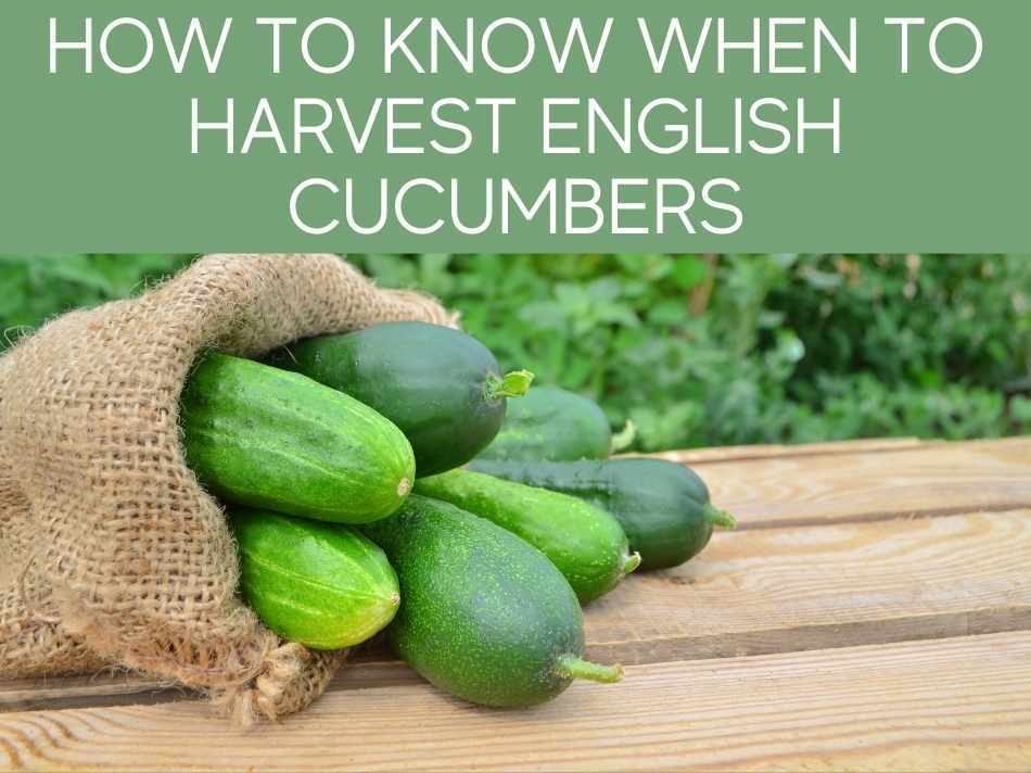 How To Know When To Harvest English Cucumbers