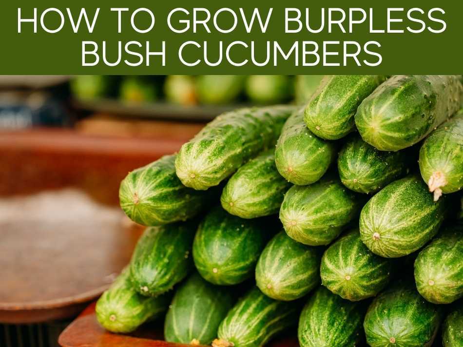 How To Grow Burpless Bush Cucumbers