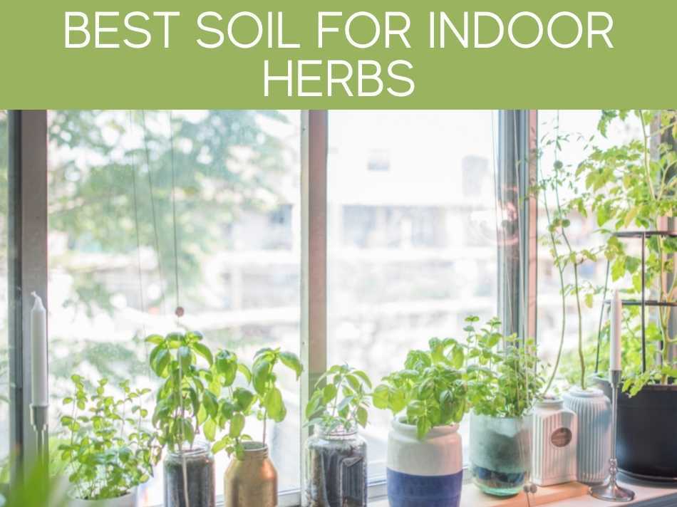 Best Soil For Indoor Herbs