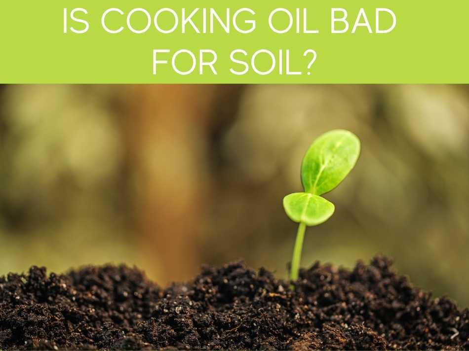 Is Cooking Oil Bad For Soil?