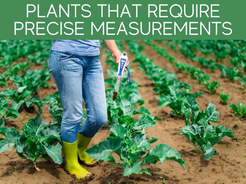 Plants That Require Precise Measurements