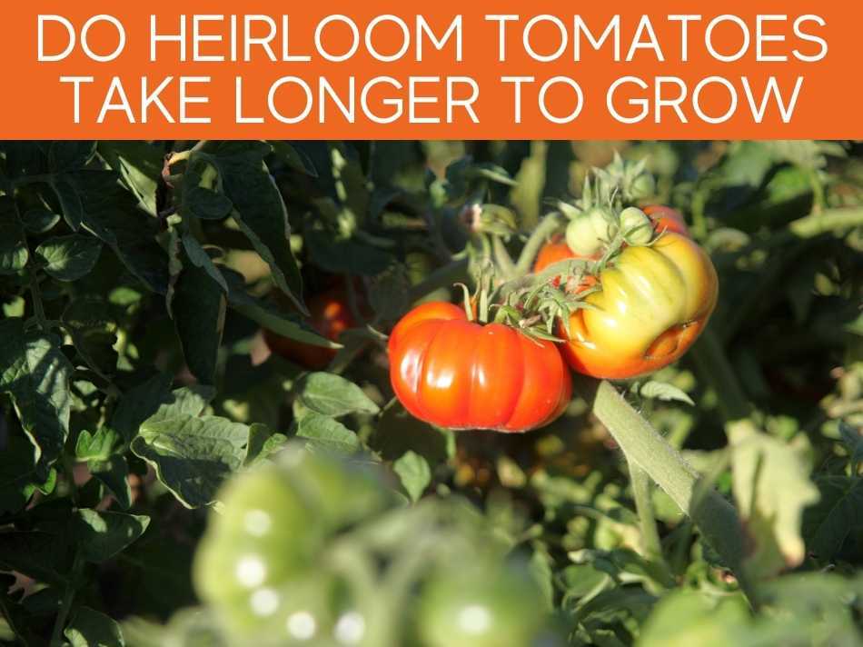 Do Heirloom Tomatoes Take Longer To Grow