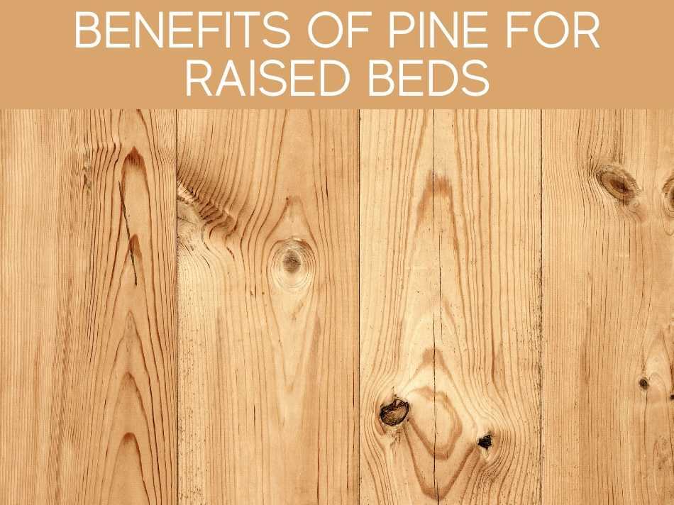 Benefits Of Pine For Raised Beds