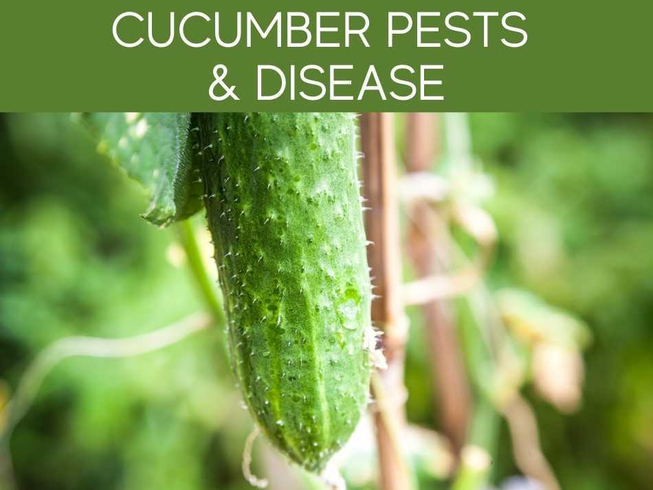 Cucumber Pests & Disease