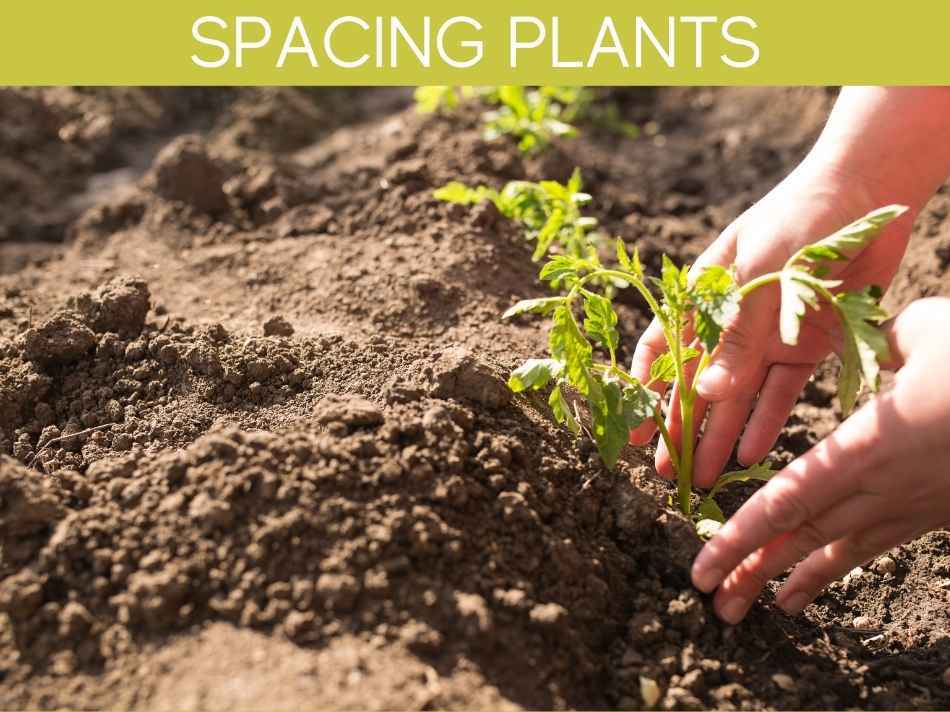 Spacing Plants