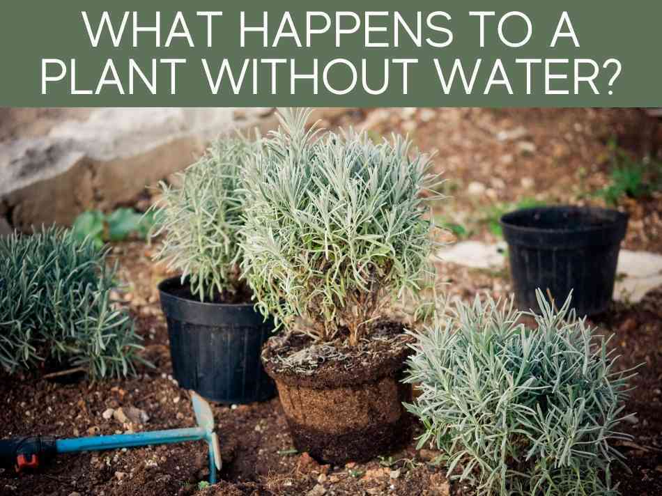 What Happens To A Plant Without Water?