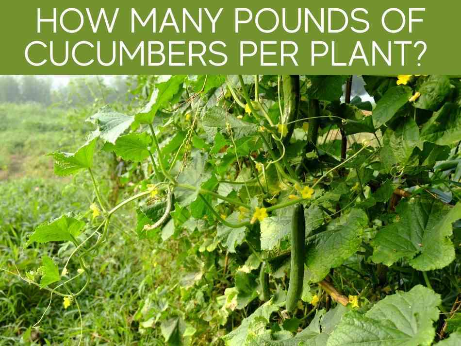 How Many Pounds Of Cucumbers Per Plant?