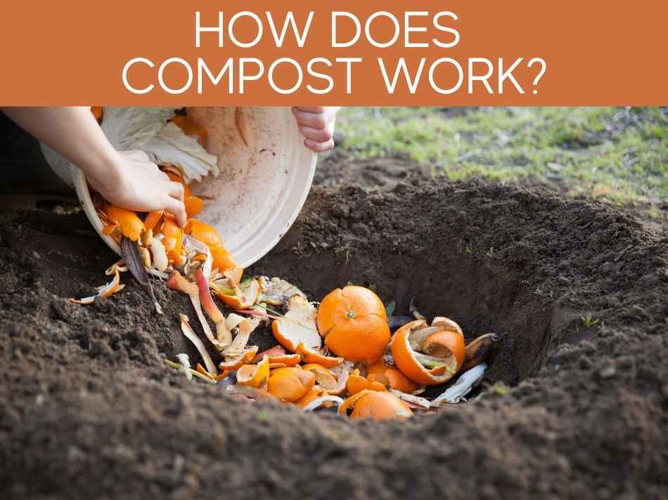 How Does Compost Work?