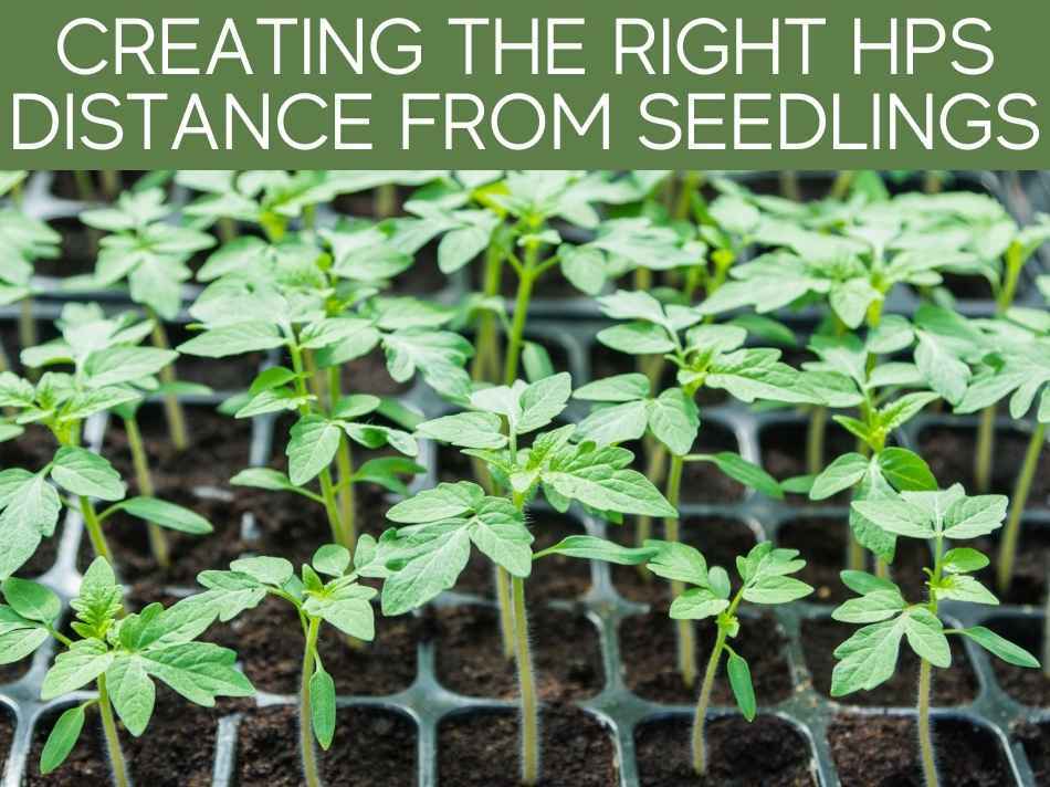 Creating The Right HPS Distance From Seedlings