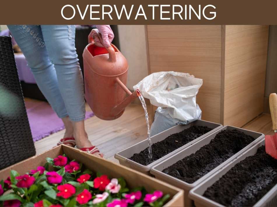 Overwatering