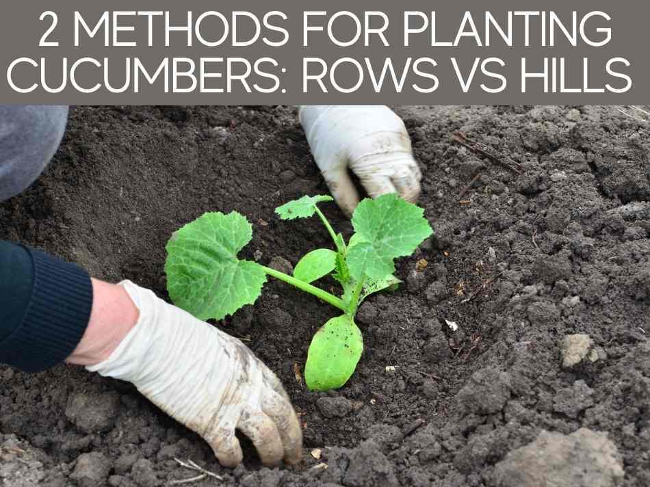 2 Methods For Planting Cucumbers: Rows Vs Hills