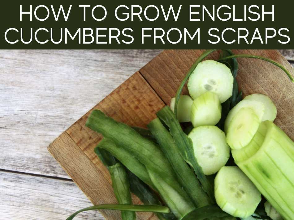 How To Grow English Cucumbers From Scratch