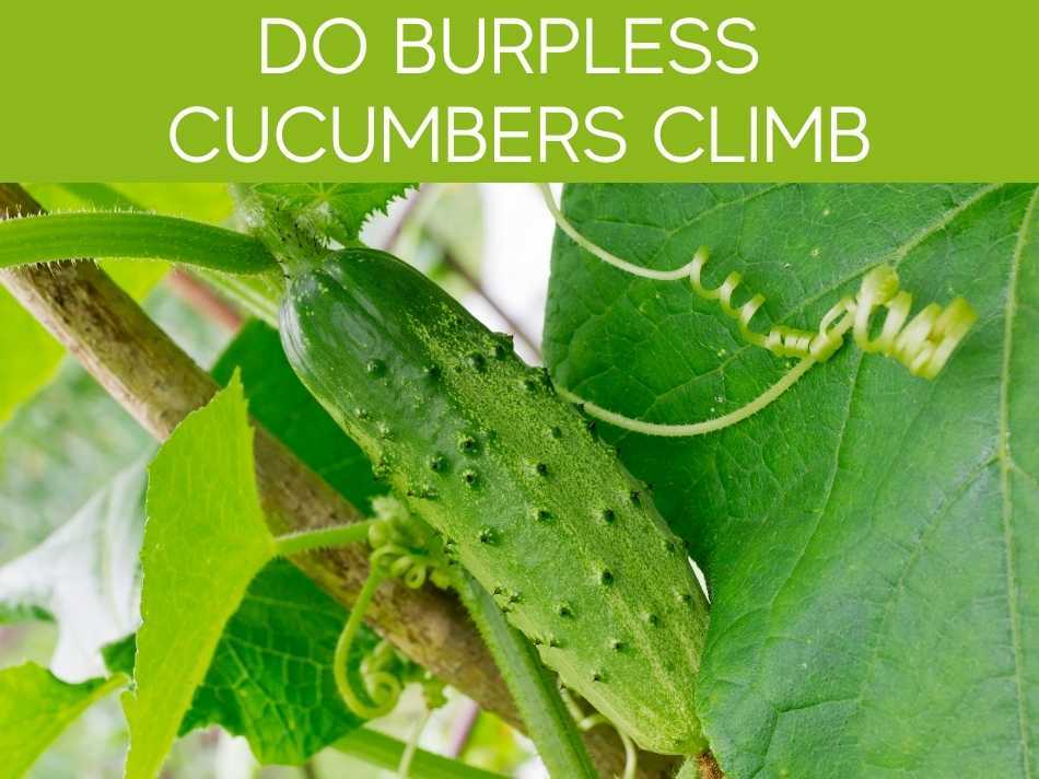 Do Burpless Cucumbers Climb