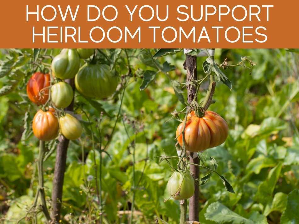 How Do You Support Heirloom Tomatoes