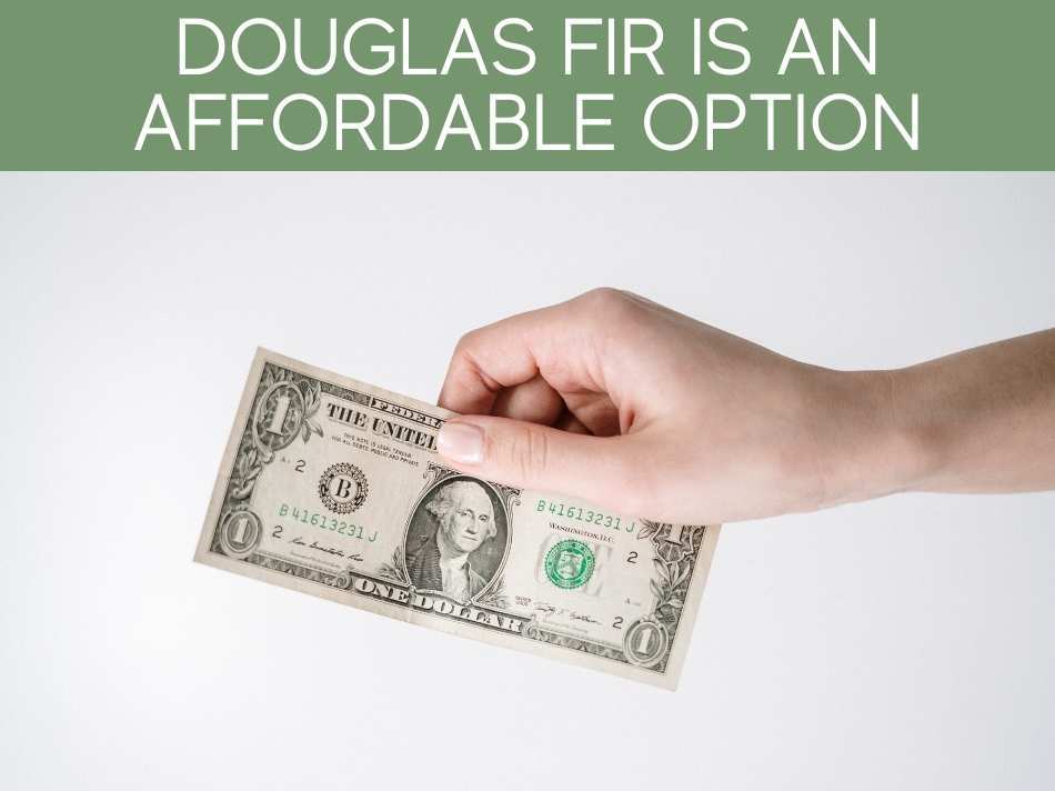 Douglas Fir Is An Affordable Option