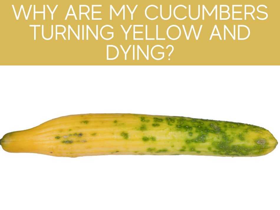 Why Are My Cucumbers Turning Yellow And Dying?