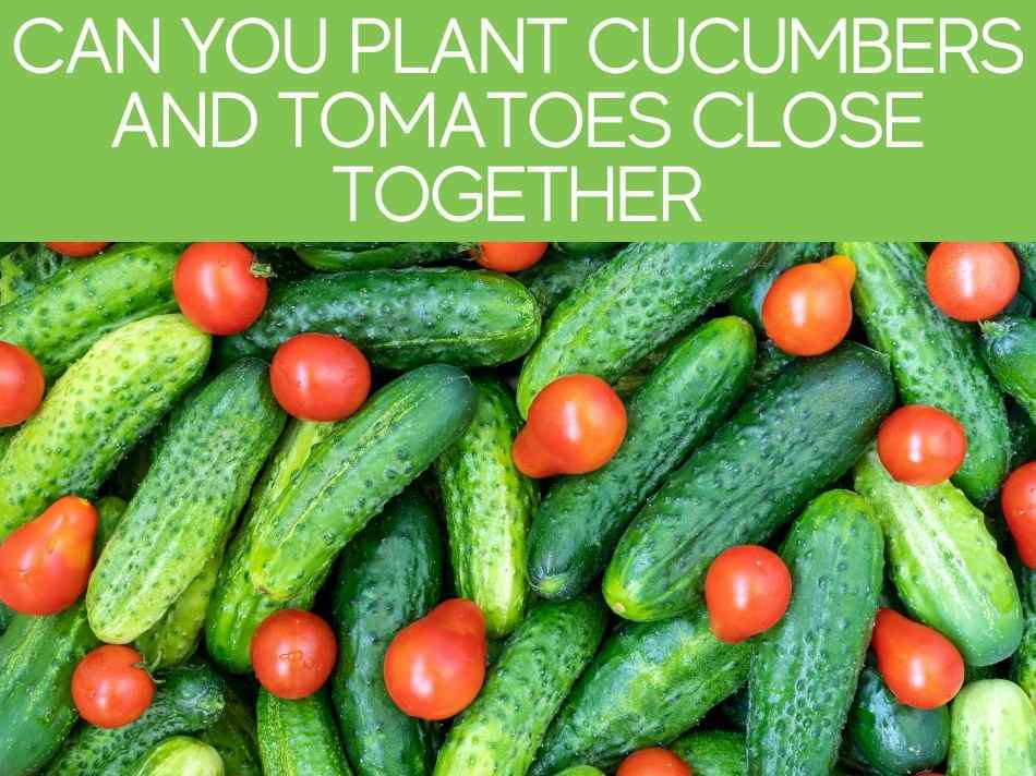 Can You Plant Cucumbers And Tomatoes Close Together