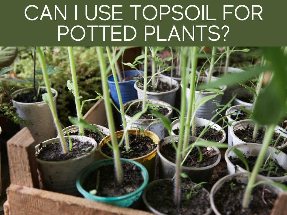 Can I Use Topsoil For Potted Plants?