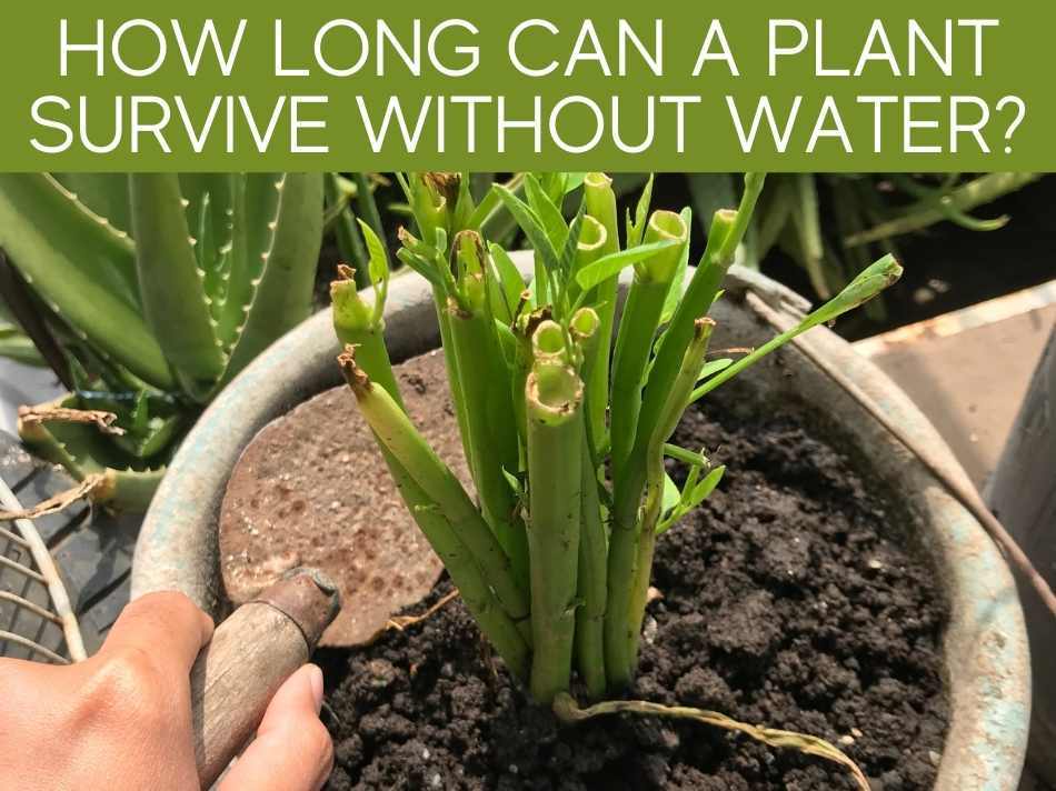 How Long Can A Plant Survive Without Water?