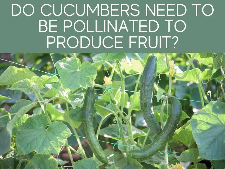 Do Cucumbers Need To Be Pollinated To Produce Fruit?