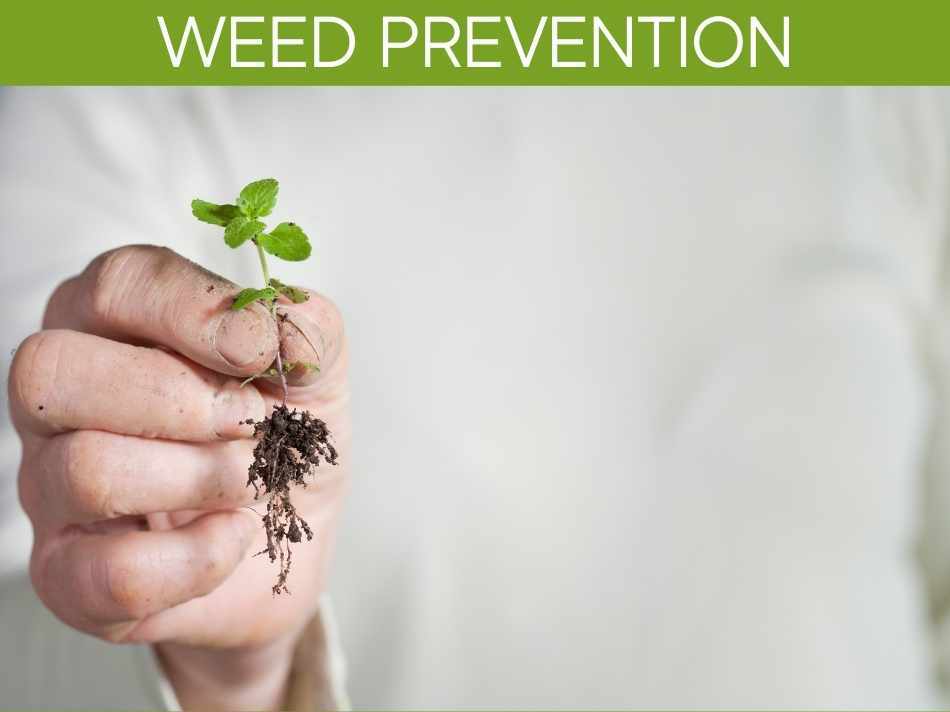 Weed Prevention