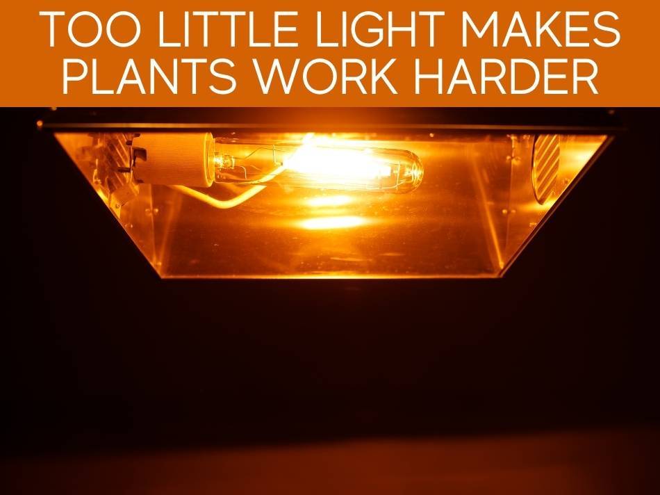Too Little Light Makes Plants Work Harder