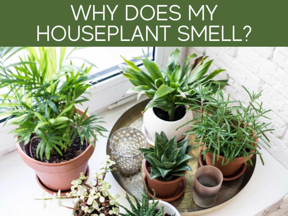 Why Does My Houseplant Smell?