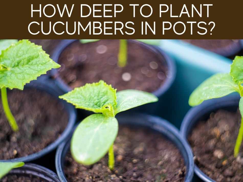 How Deep To Plant Cucumbers In Pots?