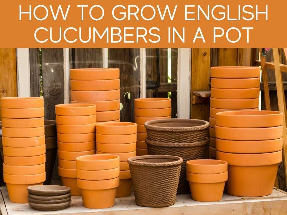 How To Grow English Cucumbers In A Pot