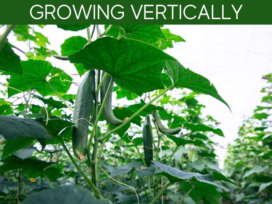Growing Vertically