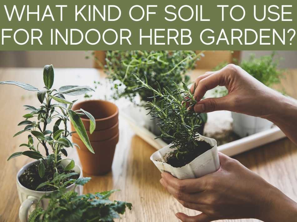 What Kind Of Soil To Use For Indoor Herb Garden?