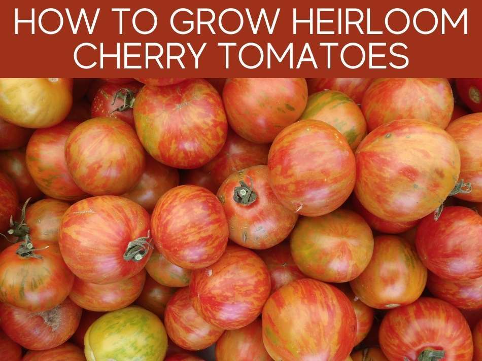 How To Grow Heirloom Cherry Tomatoes