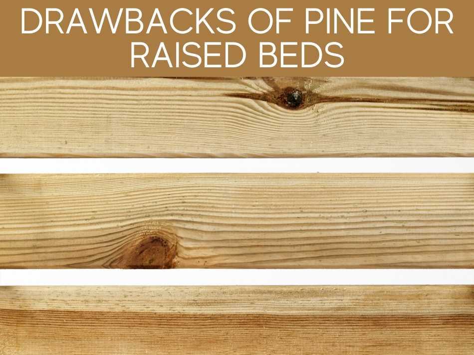 Drawbacks Of Pine For Raised Beds