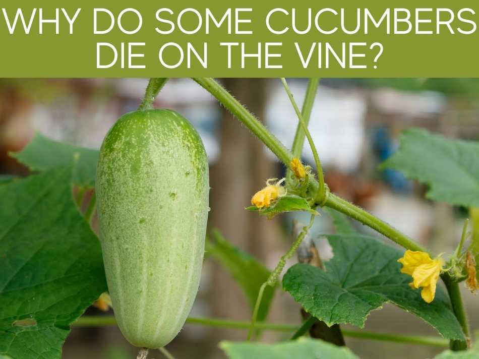 Why Do Some Cucumbers Die On The Vine?