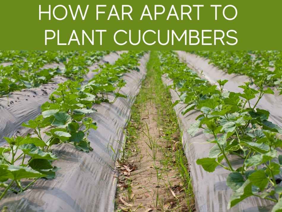 How Far Apart To Plant Cucumbers