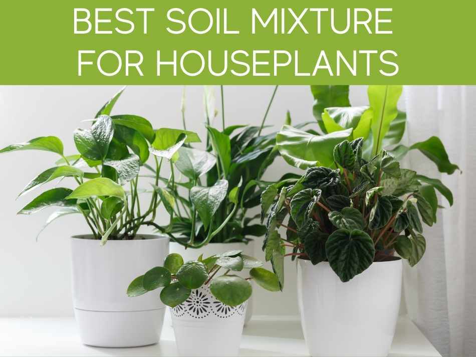 Best Soil Mixture For Houseplants