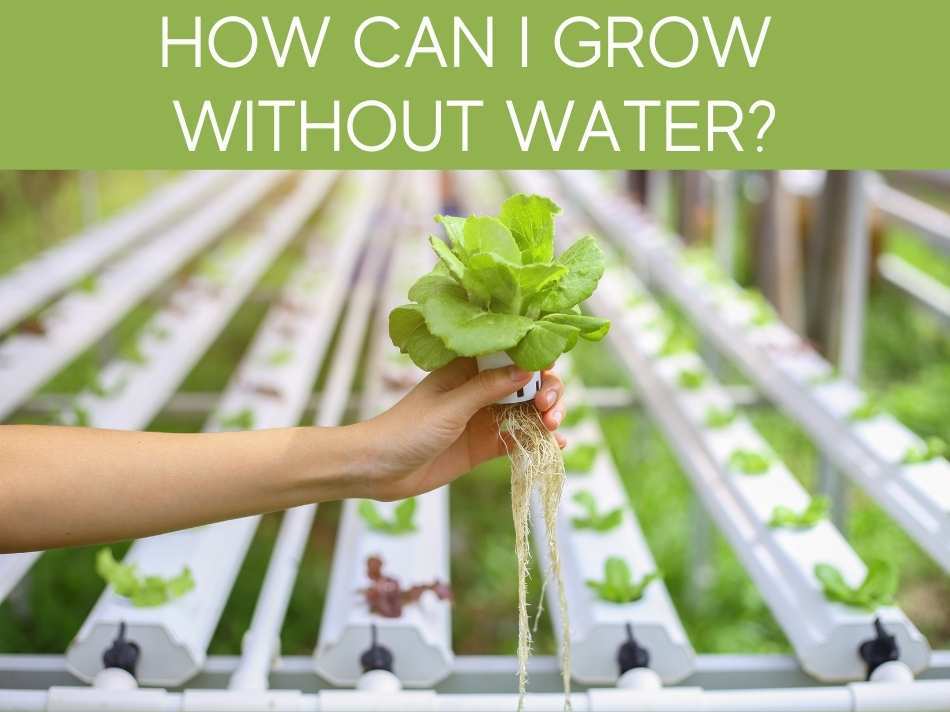 How Can I Grow Without Water?