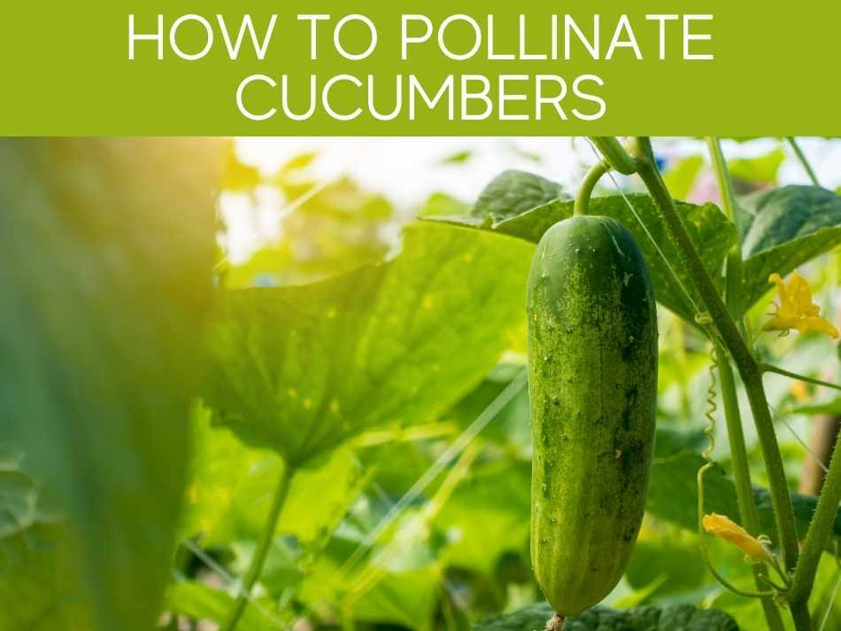 How To Pollinate Cucumbers