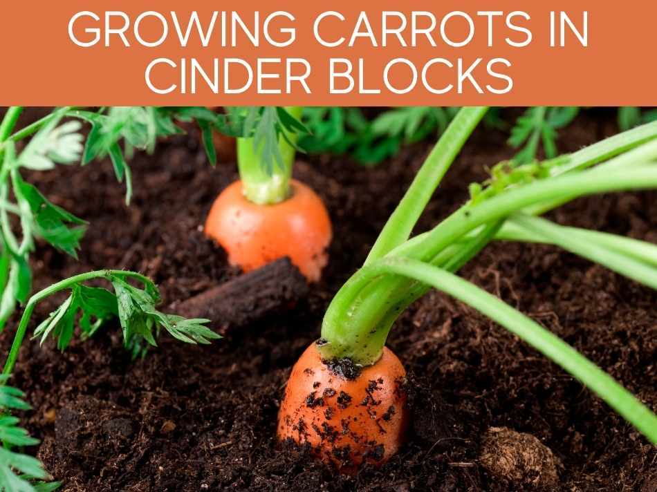 Growing Carrots In Cinder Blocks