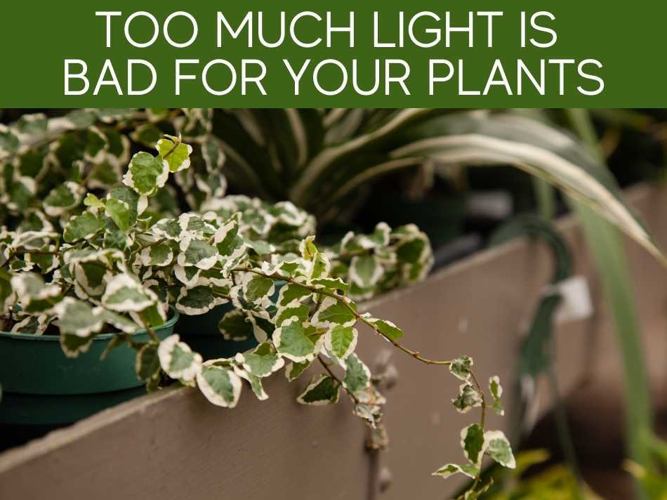 Too Much Light Is Bad For Your Plants