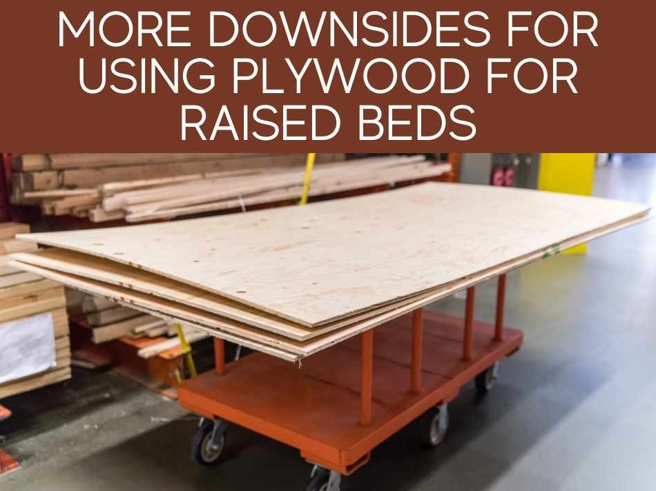 More Downsides For Using Plywood For Raised Beds