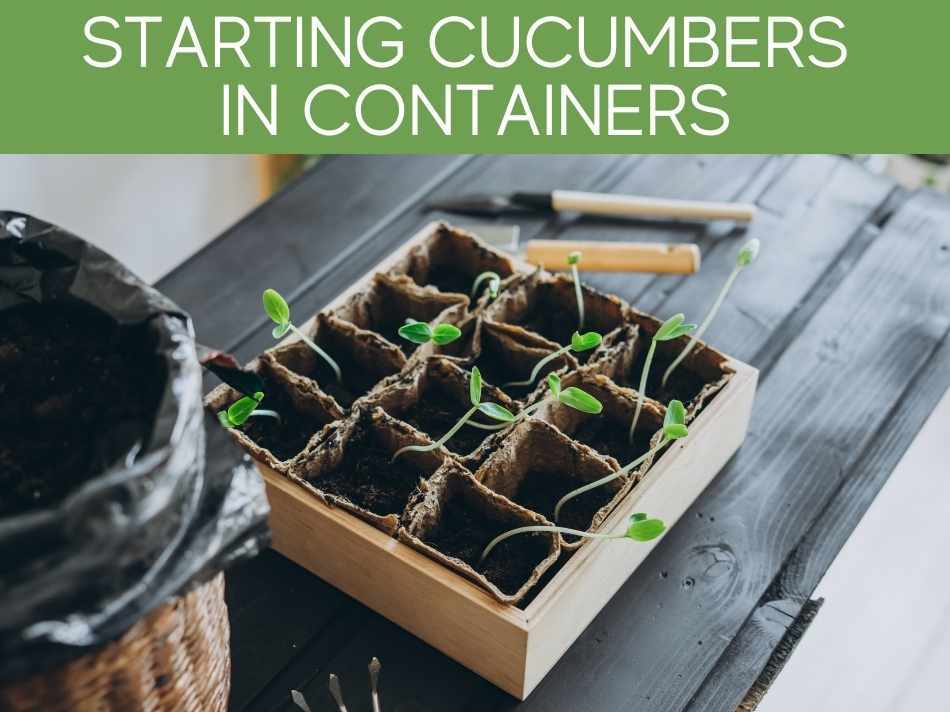 Starting Cucumbers In Containers