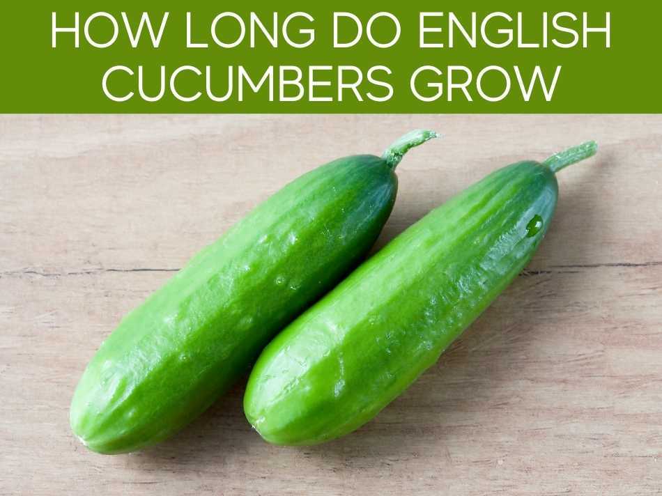 How Long Do English Cucumbers Grow