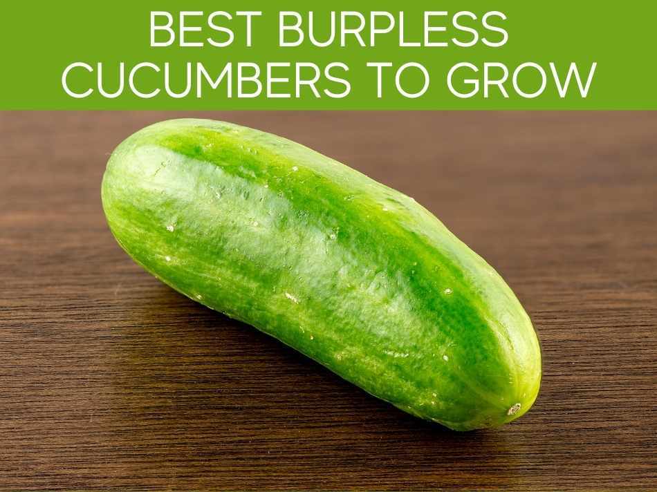 Best Burpless Cucumbers To Grow