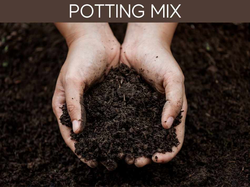 Potting Mix