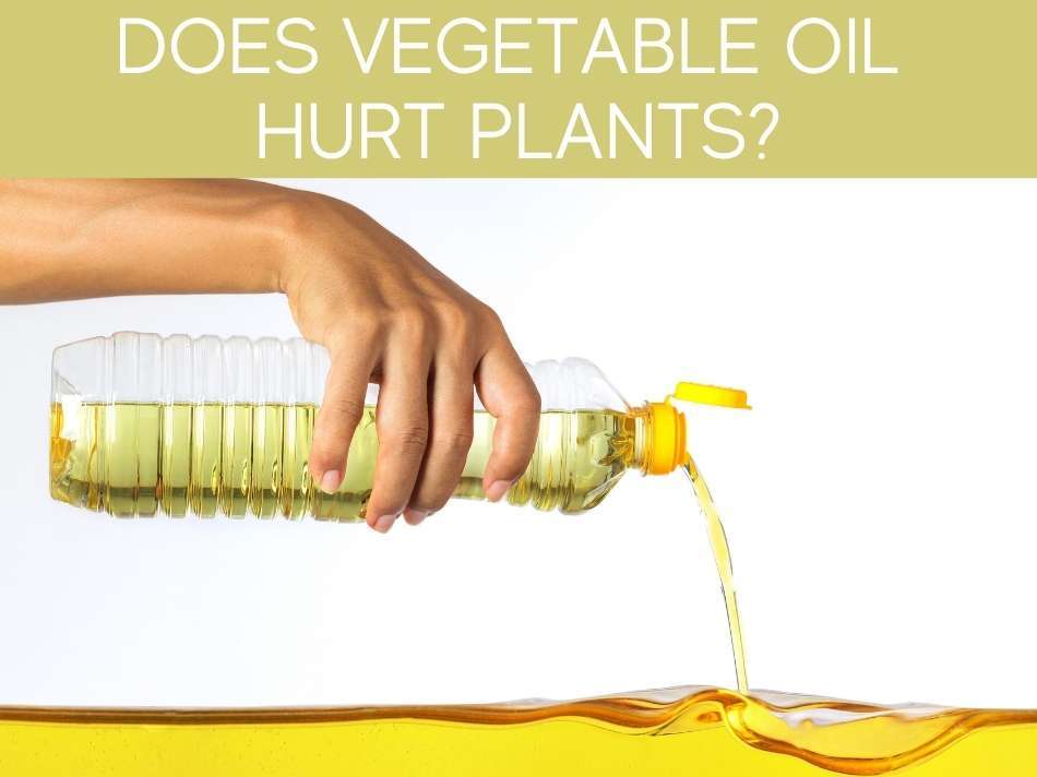 Does Vegetable Oil Hurt Plants?