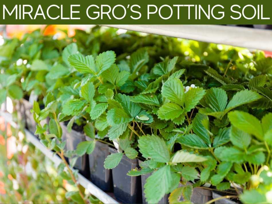 Miracle Gro's Potting Soil