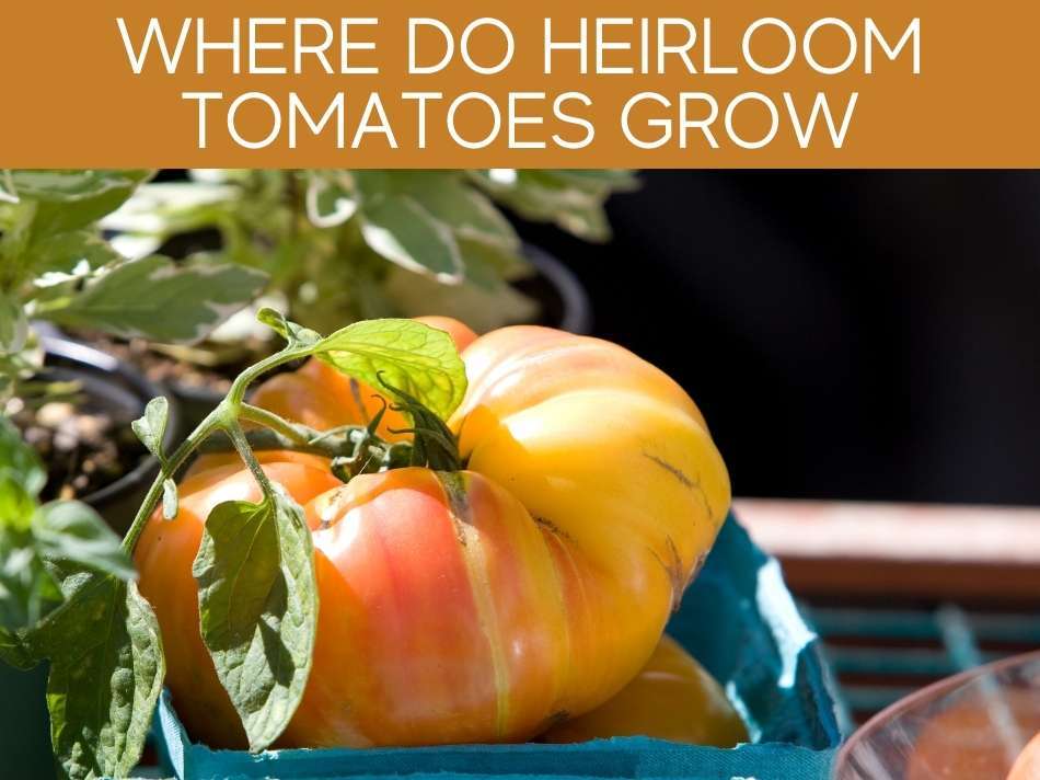 Where Do Heirloom Tomatoes Grow
